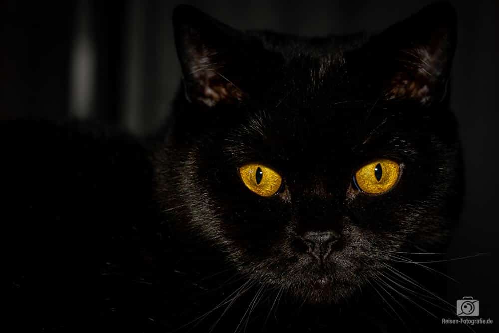 Schwarze Katzen Fotografieren Tipps Und Tricks